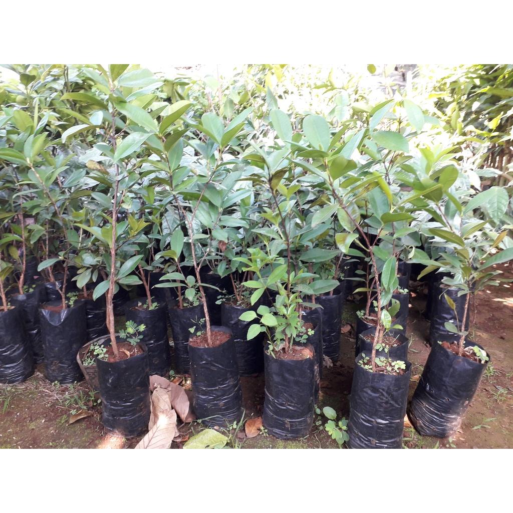 Cây giống Cherry Anh Đào Mỹ.
