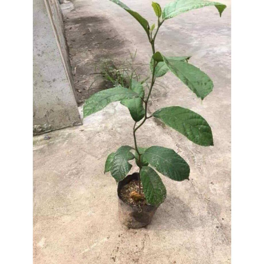 Conbo 2cây chay giống