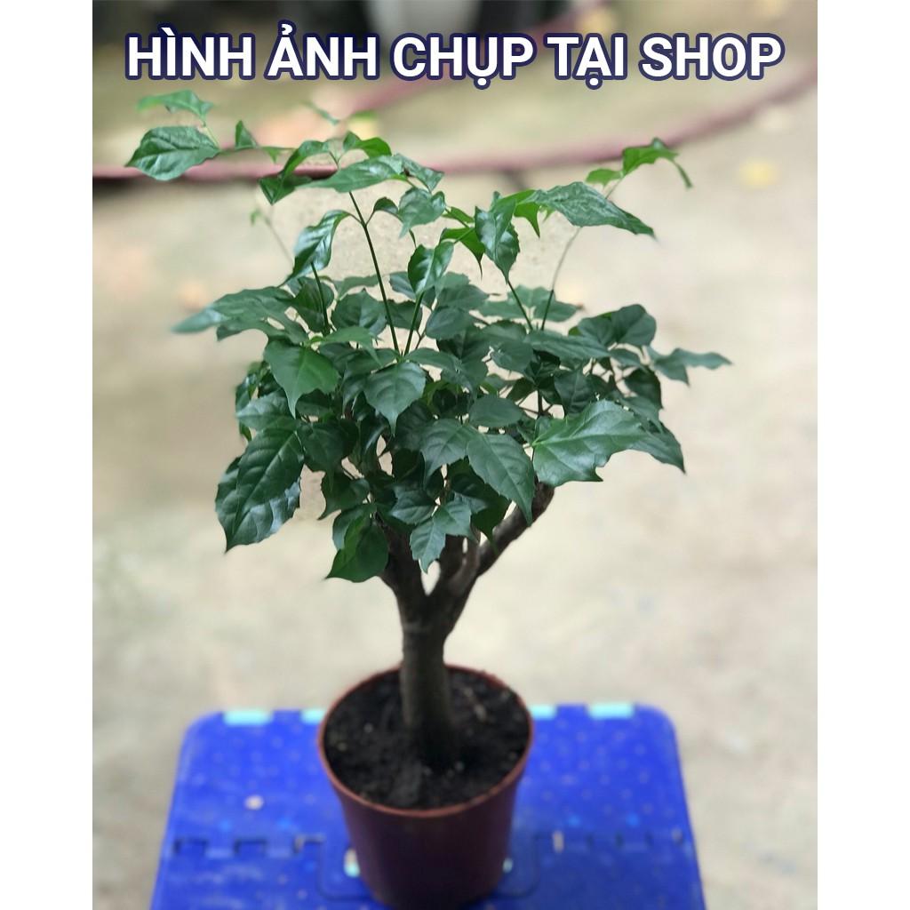 Cây Hạnh Phúc Thân Gỗ