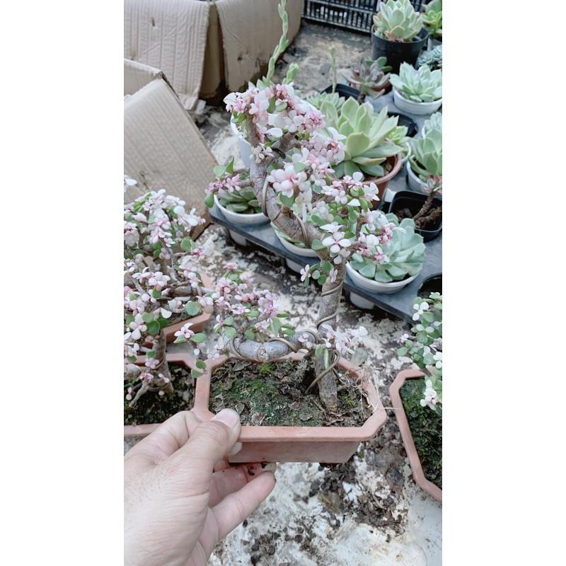 Cành Vàng Lá Ngọc