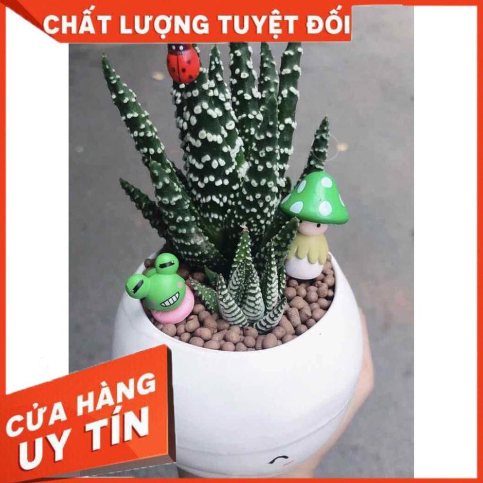 Chậu móng rồng giống đặc biệt Nhiều Người Mua