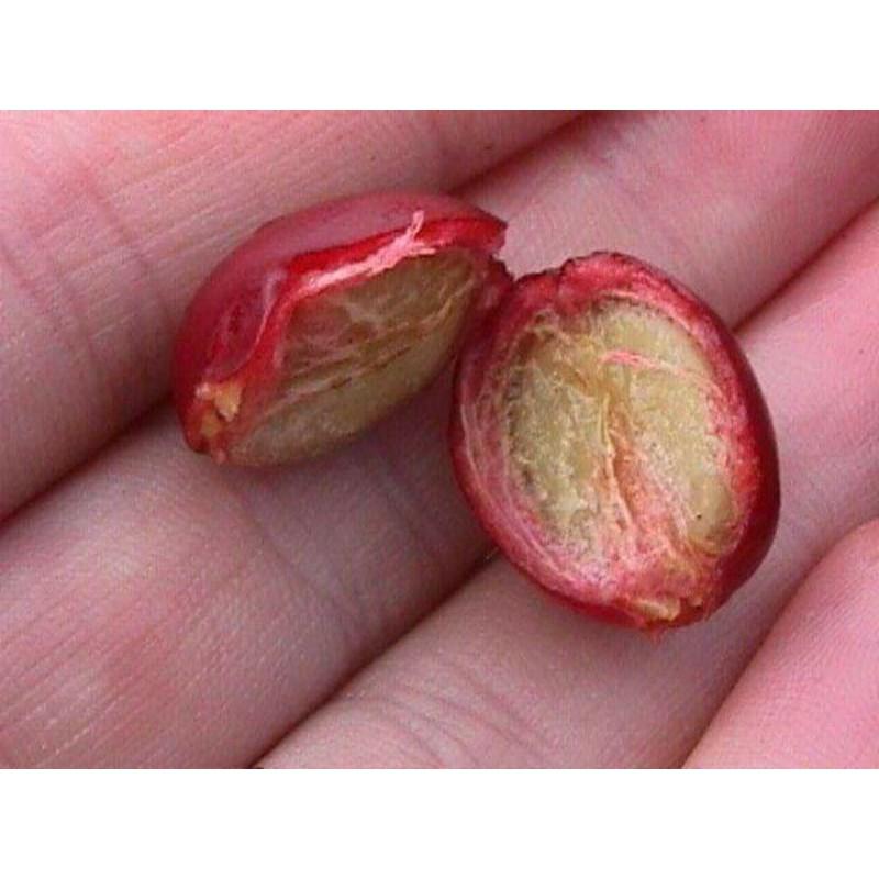 Cây giống cà phê culi siêu trái ( sản phảm có bảo hành bao đổi trả
