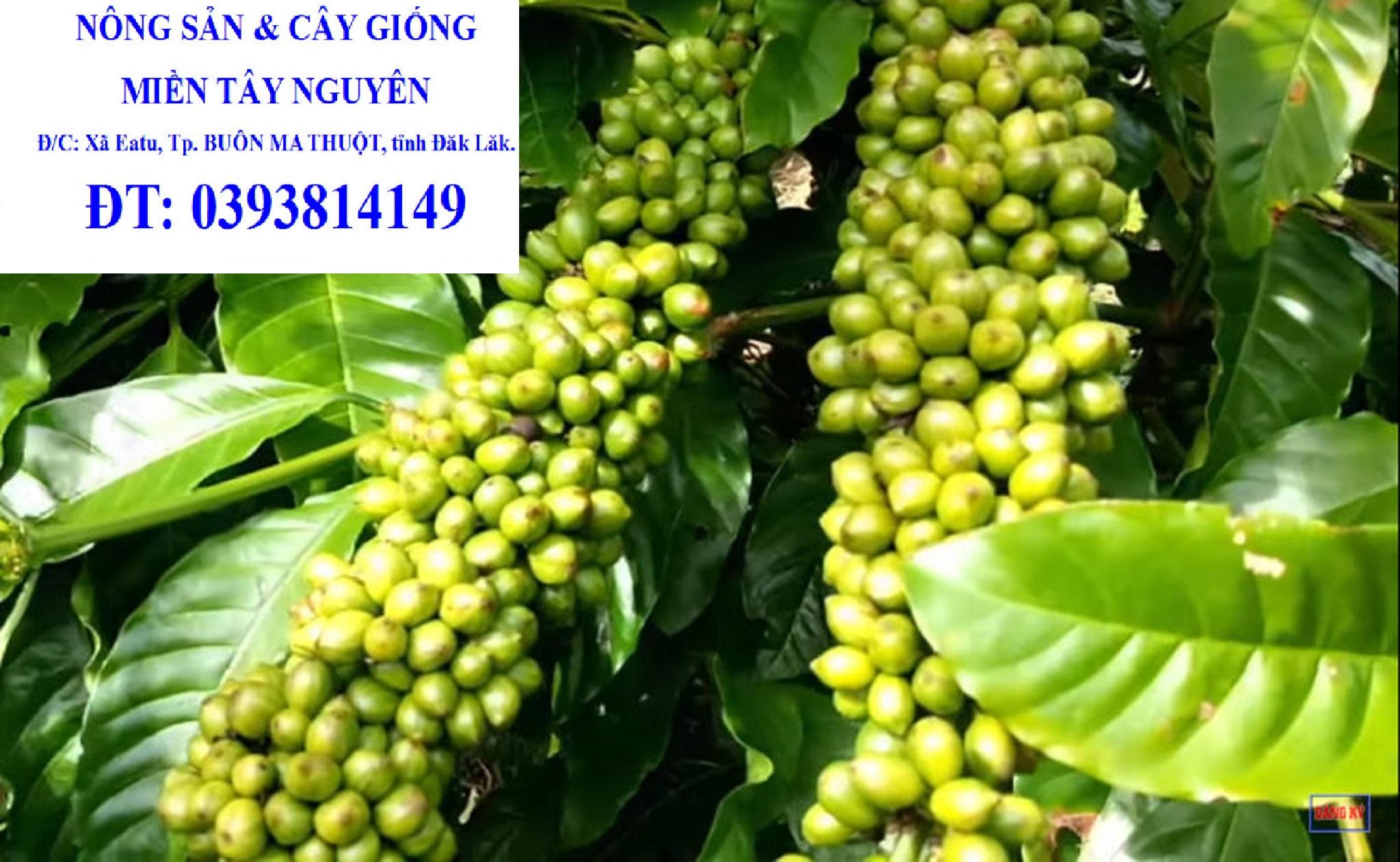 1 KG HẠT GIỐNG CÀ PHÊ THIỆN TRƯỜNG CAO SẢN [ HẠT TUYỂN CHỌN TỪ CÂY MẸ ] 100% HẠT MỚI- TỶ LỆ NẢY MẦM CAO. [J&T Express] [ CÂY GIỐNG 3 MIỀN STORE ]