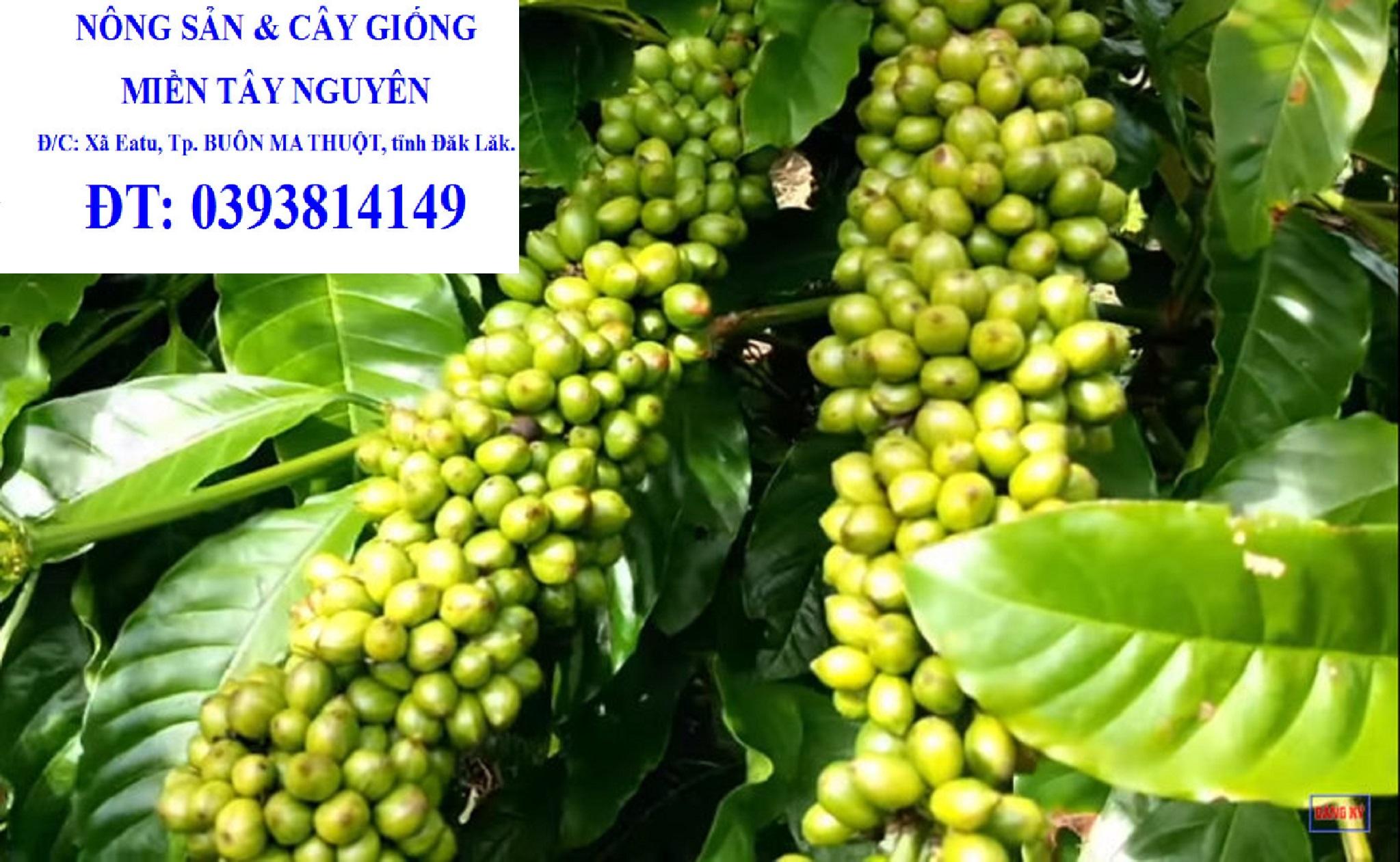 1 KG HẠT GIỐNG CÀ PHÊ THIỆN TRƯỜNG CAO SẢN 100% HẠT MỚI- TỶ LỆ NẢY MẦM CAO.