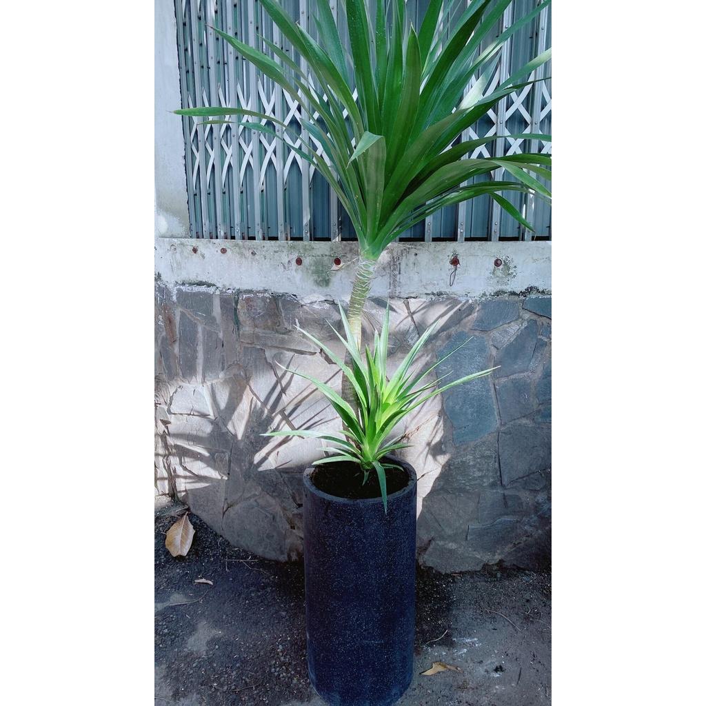 Chậu Phát Tài Núi 2 Tầng