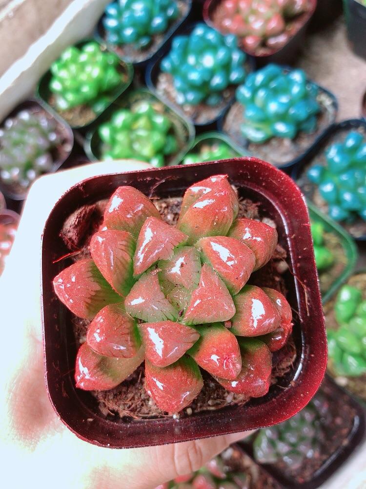 Chậu Kim Cương Hàng Đẹp Được Chọn Màu