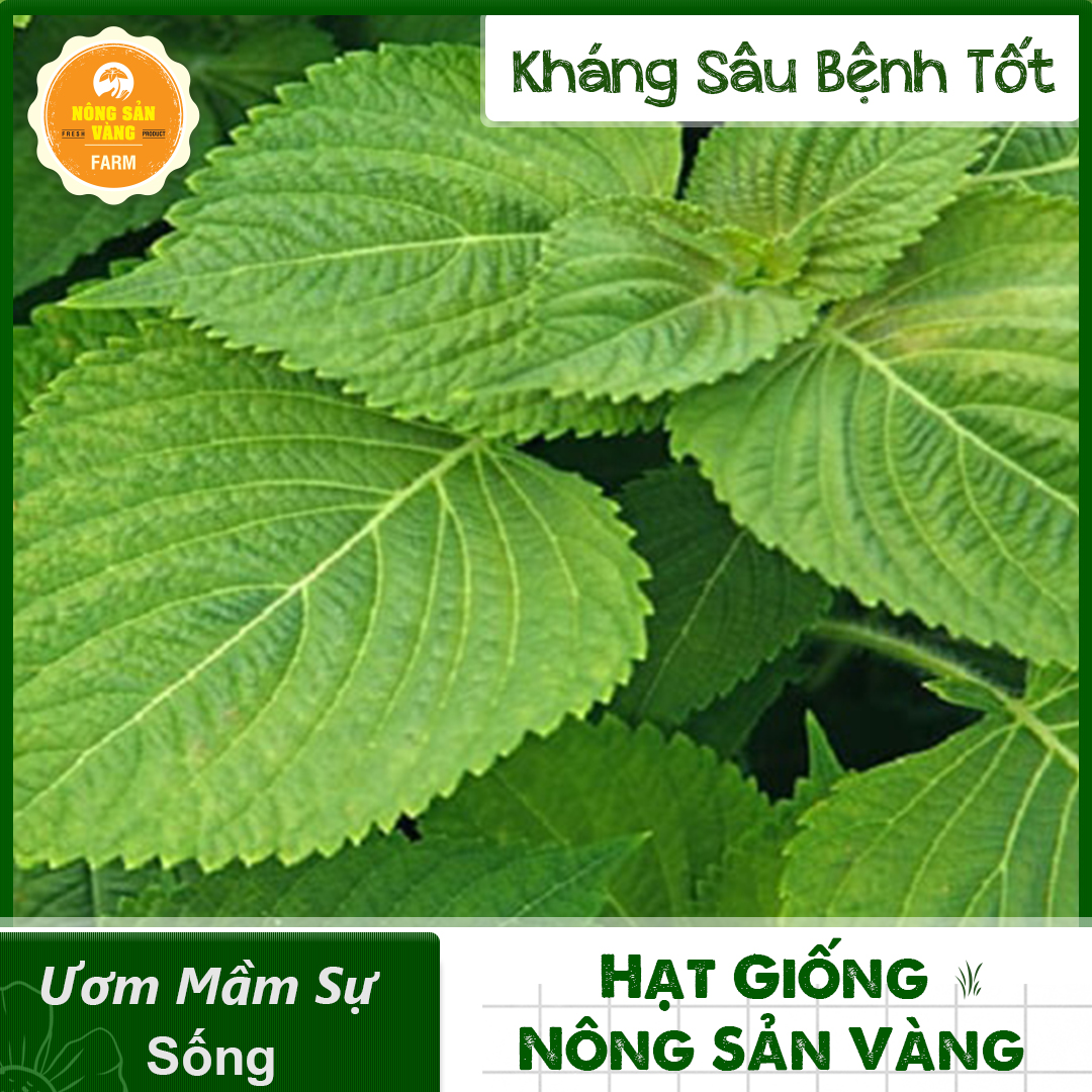 Hạt giống Cây Khương Giới (Kinh Giới) Sinh Trưởng Và Phát Triển Khỏe, Kháng Bệnh Cao (Gói 1 Gram) - Nông Sản Vàng