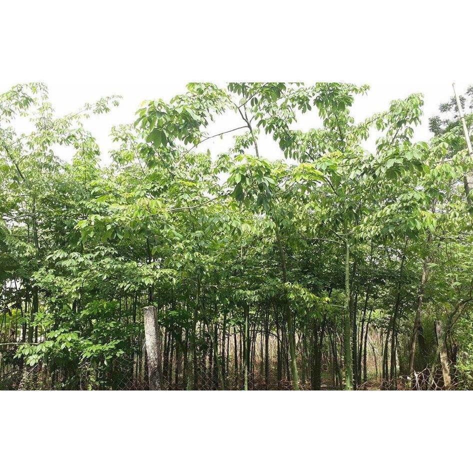 Cây MỸ NHÂN - HOA CỰC ĐẸP, ĐỘC, LẠ - Cây giống gửi đi nguyên bầu