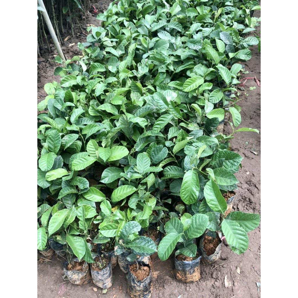 Cây chay giống cao 30cm