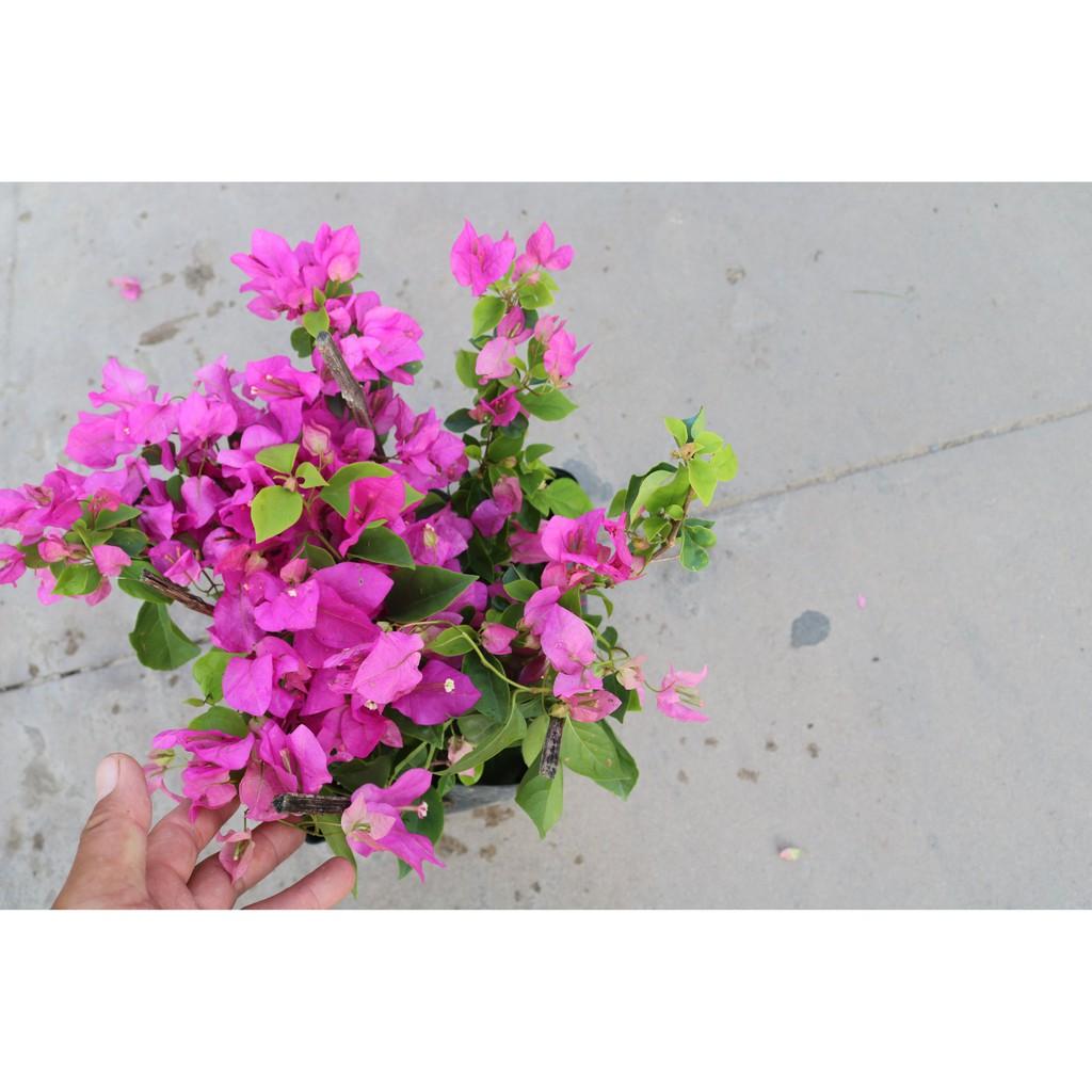 Chậu cây hoa Giấy bông màu hồng