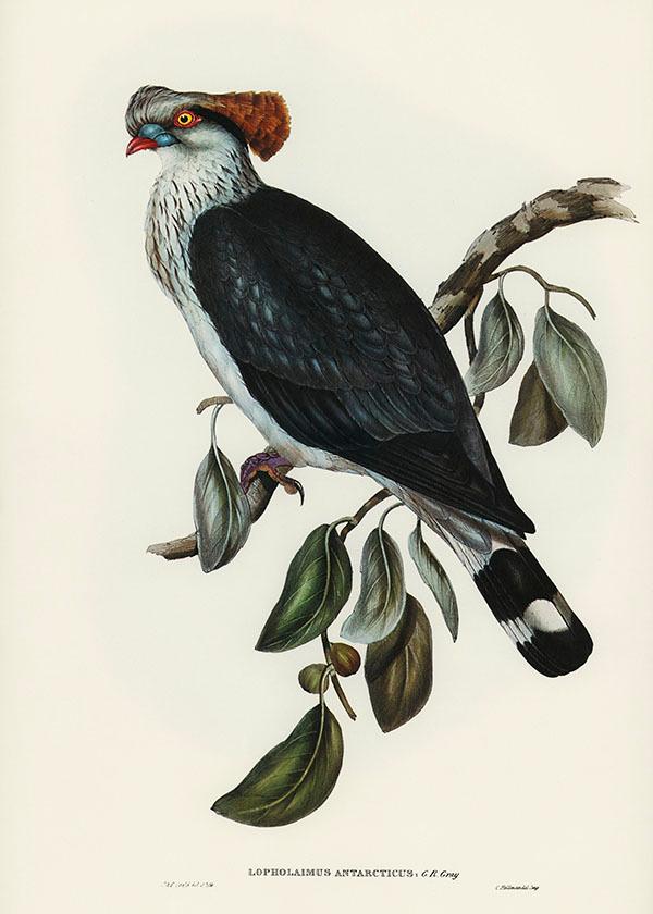 Tranh canvas vintage  - Bồ câu Topknot (Lopholaimus Antarcticus) - BVT-8