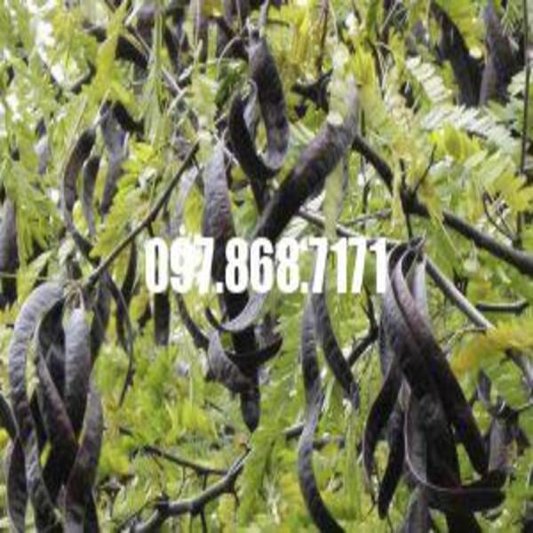 Cây bồ kết