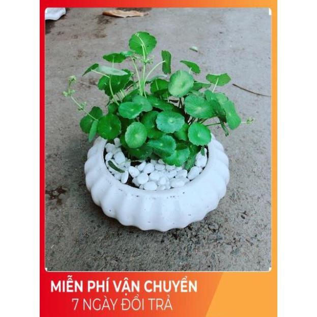 Chậu Cỏ Đồng Tiền