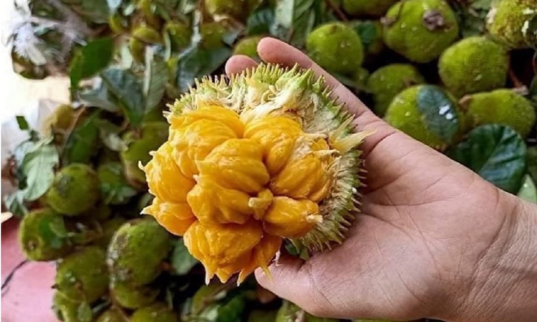 CÂY GIỐNG MÍT ẤN ĐỘ SIÊU TRÁI.