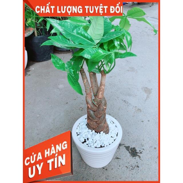 Chậu Kim Ngân 3 Thân Thắt Bính