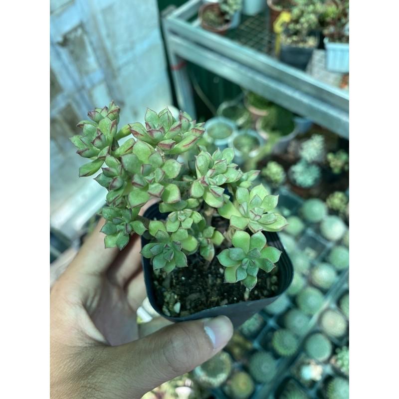 Sen đá viền hồng thụ mini