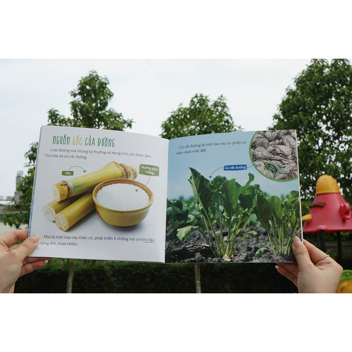 Combo : Healthy eating - Ăn uống lành mạnh