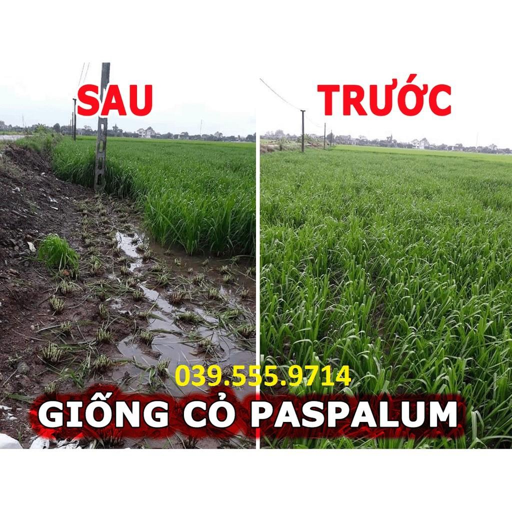 Hạt Cỏ Chăn Nuôi Chịu Ngập Upon Paspalum 200gam
