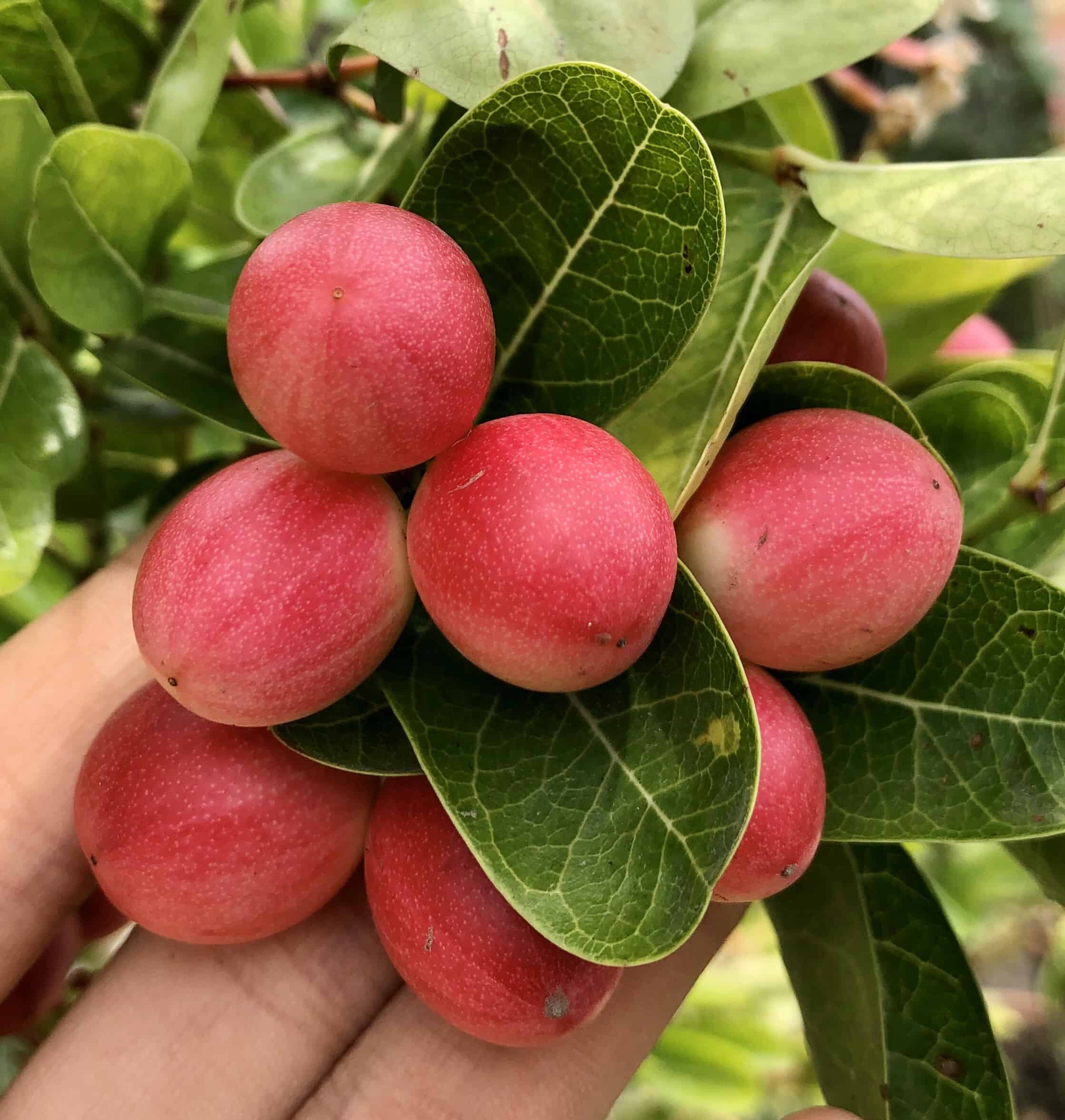 Giống Cây Siro Siêu Trái - Cây Giống Siro siêu trái