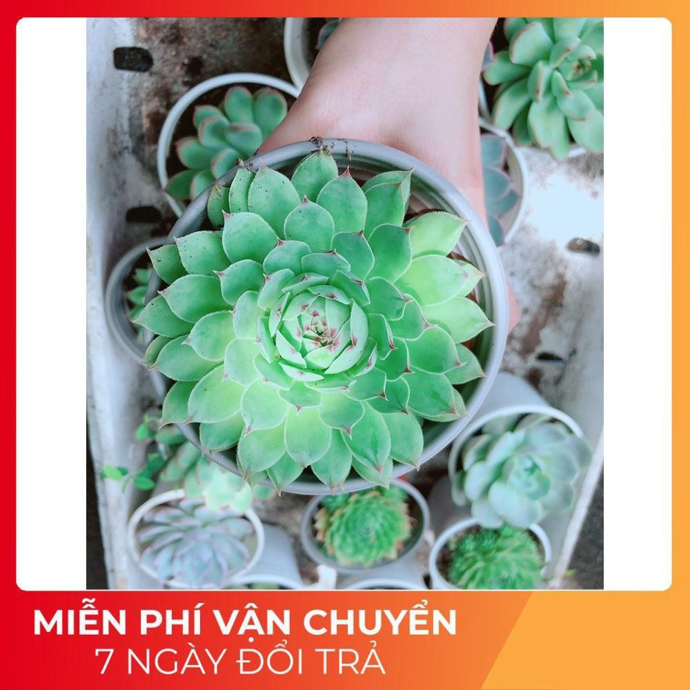 Sen Đá Phật Bà