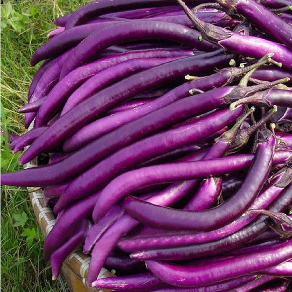 Combo 3 gói hạt giống cà tím trái siêu dài f1 -1 gói 2 gram-tặng kèm gói phân bón lót