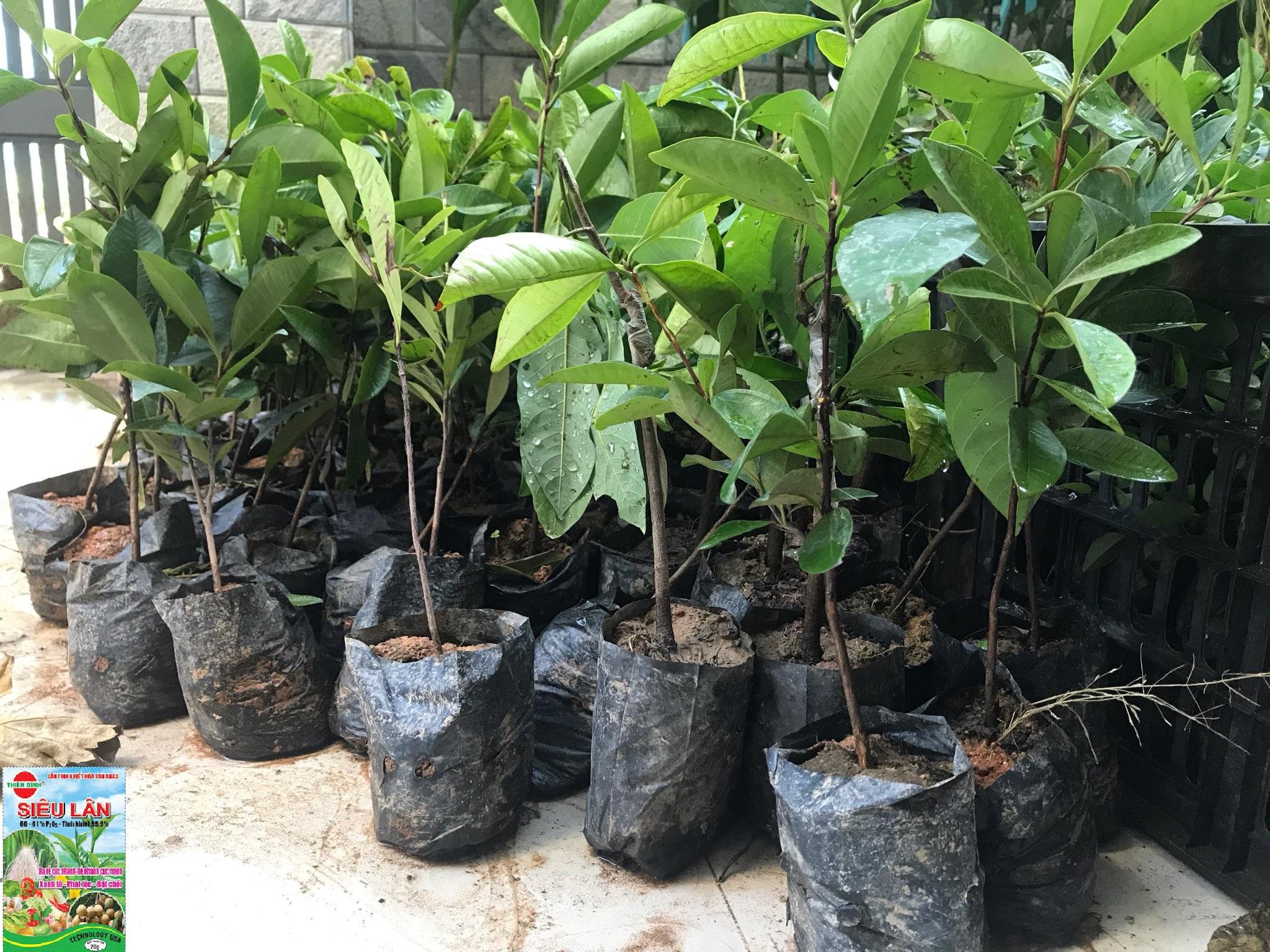 Cây cherry chịu nhiệt, giống cây cherry ăn quả, quả ngon cam kết chất lượng