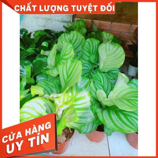 Chậu đuôi công xanh