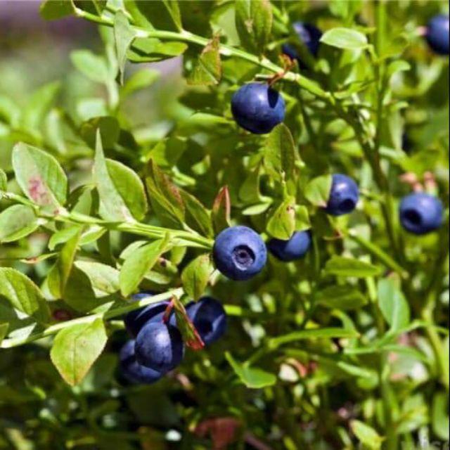 Cây giống việt quất Sẵn Quả (về đúng 100 cây) (Blueberry) lùn tứ quý, ra hoa, ra trái 4 mùa