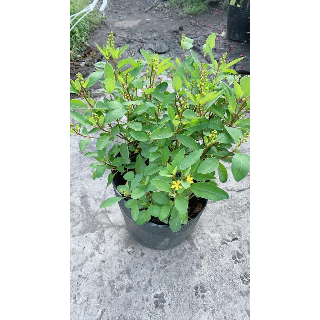 Cây Kim Đồng Vàng