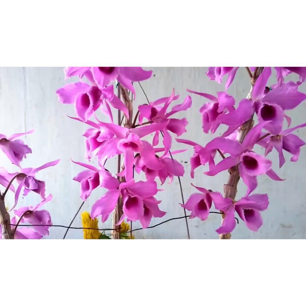 Hoa lan trầm thanh củi + 700g phân thỏ hữu cơ