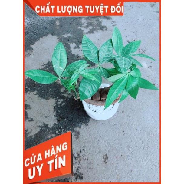 Chậu Kim Ngân Nơ