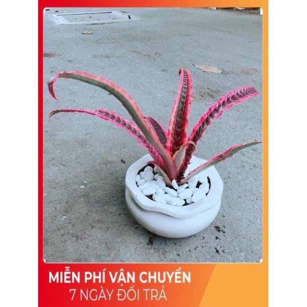 Chậu Cây Dứa Nữ Hoàng