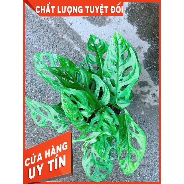 Trầu Bà Lỗ