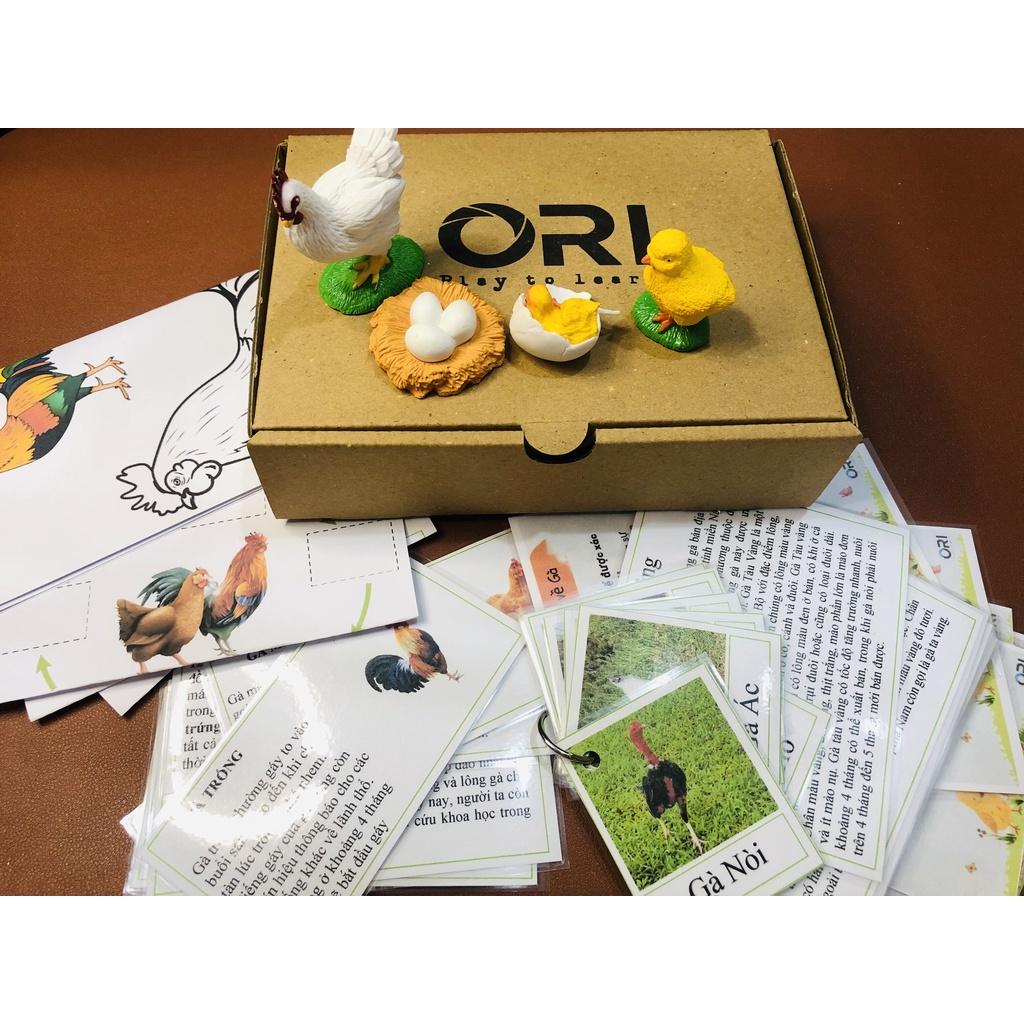 - Mô hình vòng đời của Gà -Học liệu Montessori - Chicken life cycle