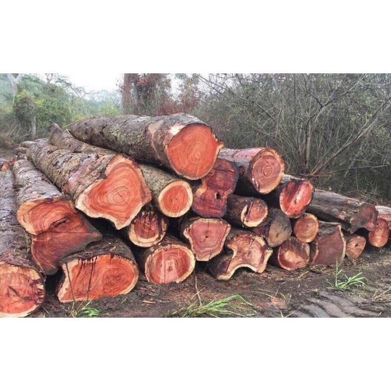 COMBO 2 CÂY GIỐNG CÂY GIÁNG HƯƠNG