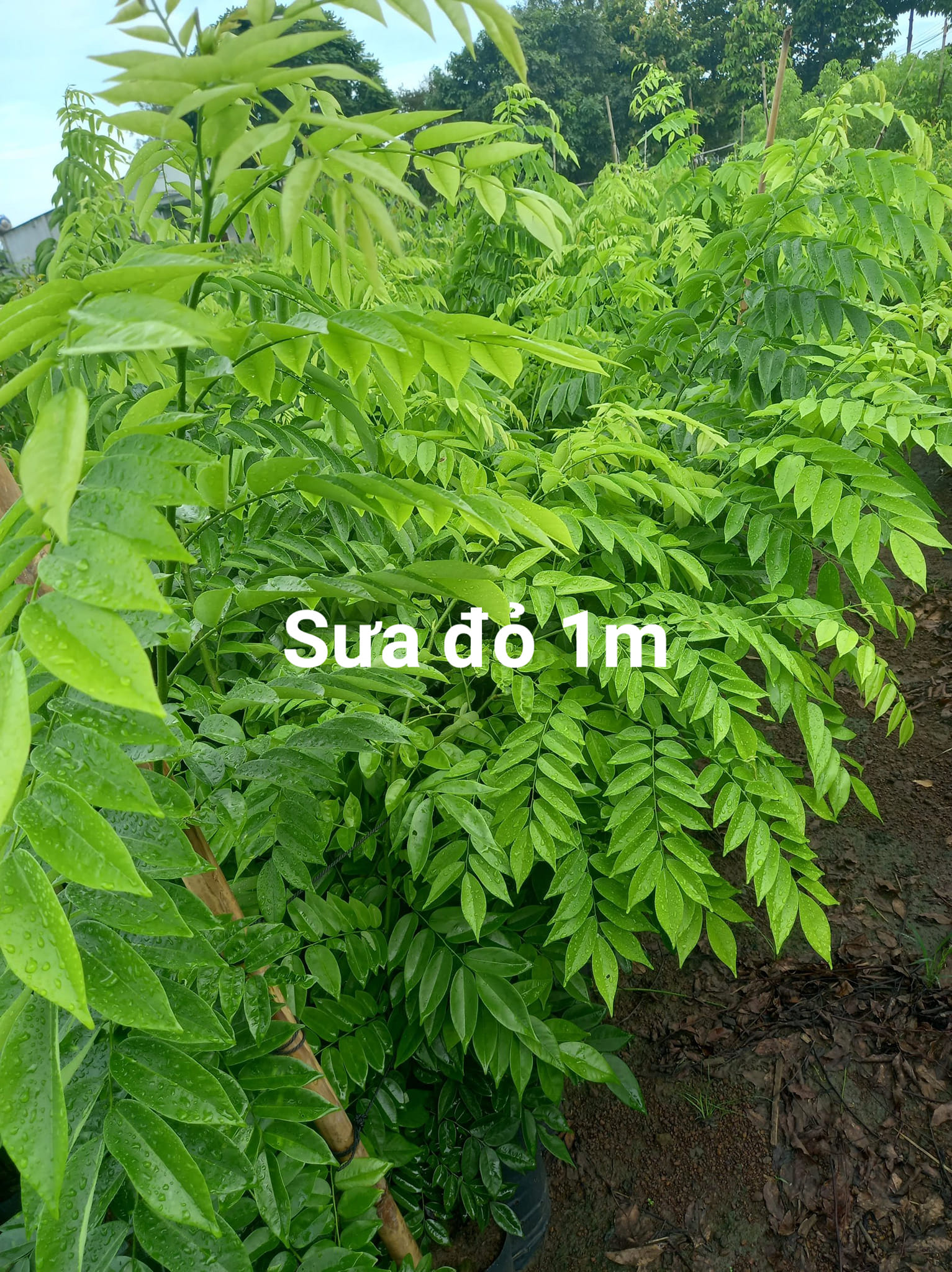 Hạt giống cây sưa đỏ