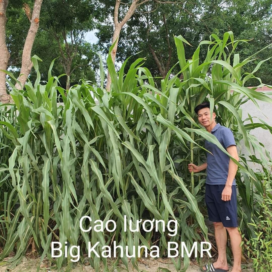 50 gam Hạt giống cỏ cao lương Super BMR - hạt giống cỏ lai sudan Super BMR