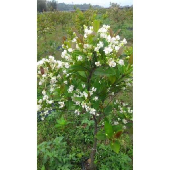 Sản phẩm CÂY GIỐNG CHERRY MỸ ĐỎ