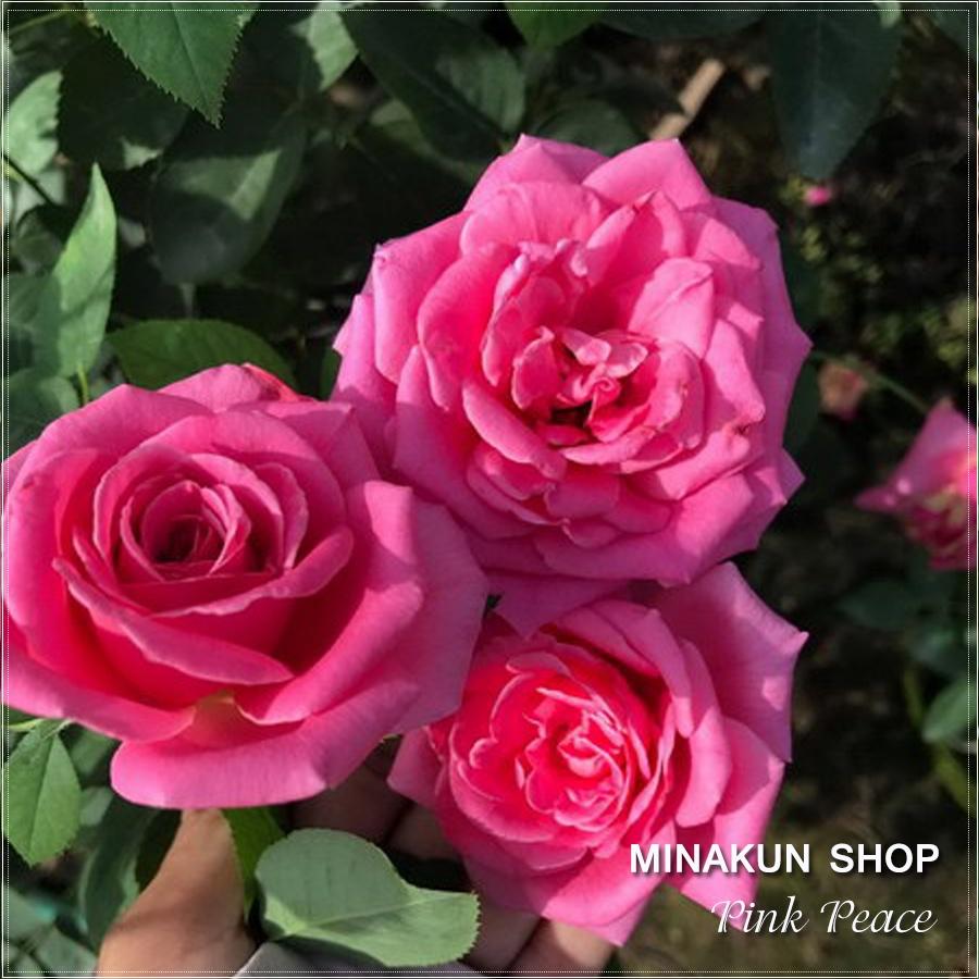 Hoa hồng ngoại Pink Peace siêu đẹp