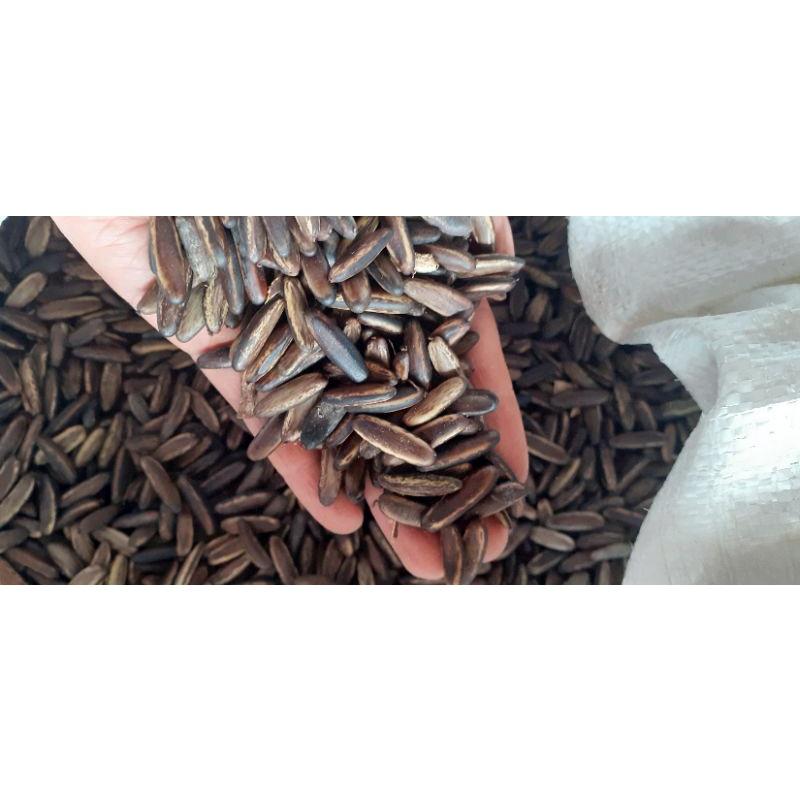 500gram hạt giống phượng vĩ