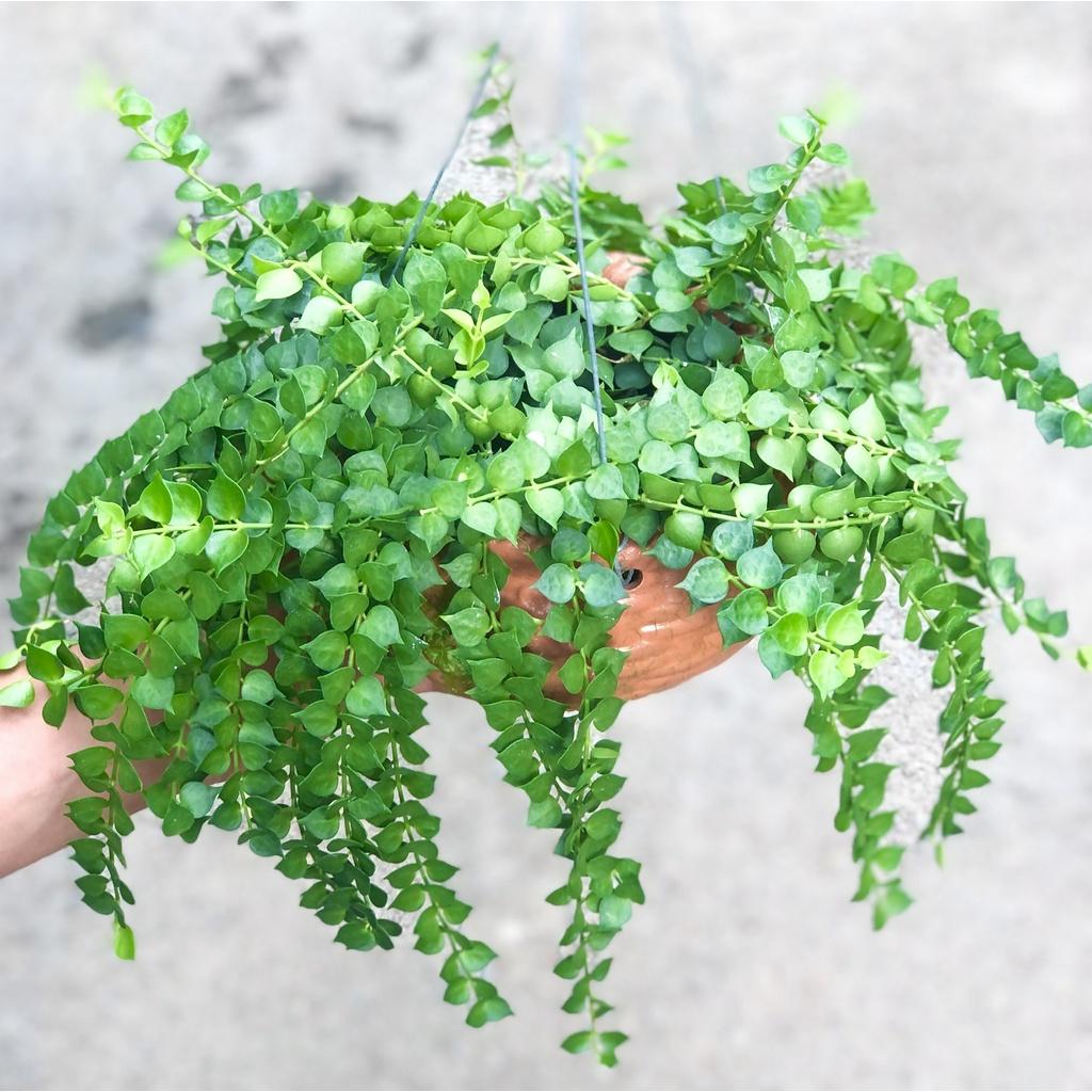 Chậu treo cây Lan Tim trồng nơi có ít nắng