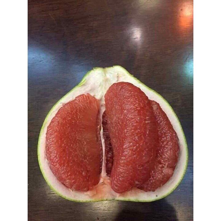 Cây giống bưởi da xanh