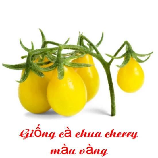 HẠT GIỐNG CÀ CHUA CHERRY VÀNG chùm nhiếu trái) túi 20hạt