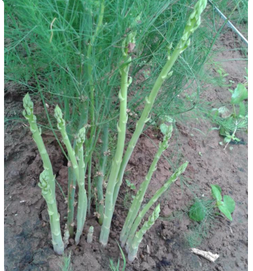 Gói 0.1gr hạt măng tây xanh hàng Việt Nam hàng chuẩn