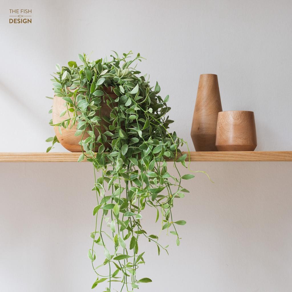 Chậu cây lan hạt dưa Sữa | THE FISH DESIGN Size LS