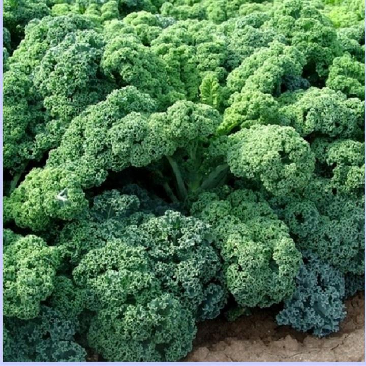 Cải xoăn kale xanh Mỹ cây to đại 6 tháng tuổi