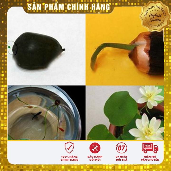 COMBO 05 Hạt giống Sen Mini 05 Hoa hạt giống Súng Thái