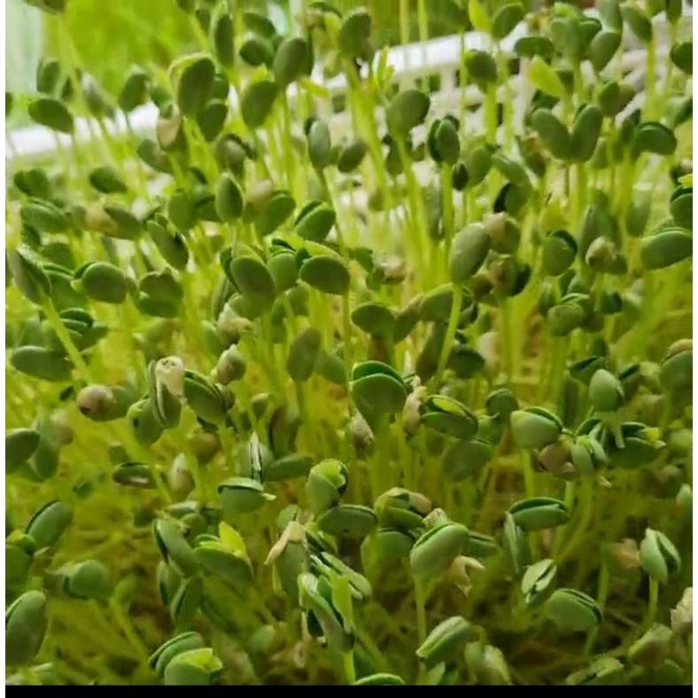1kg đậu hà lan, đậu xanh, đậu đỏ, đậu đen, đậu nành (gieo rau mầm, ủ giá đỗ, nấu chè, làm sữa hạt, bột ngũ cốc