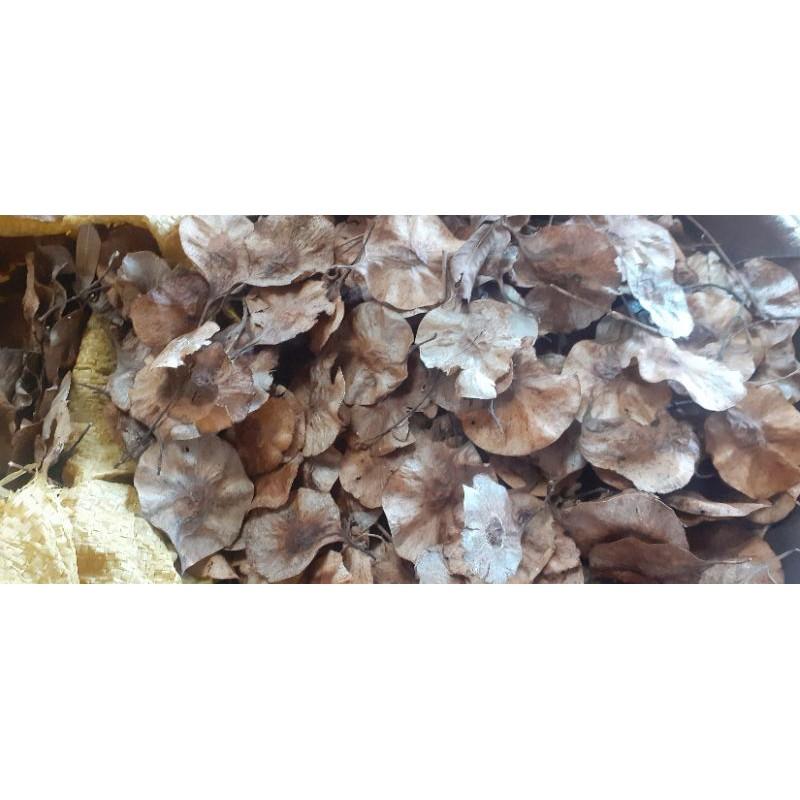 500gram giáng hương giống