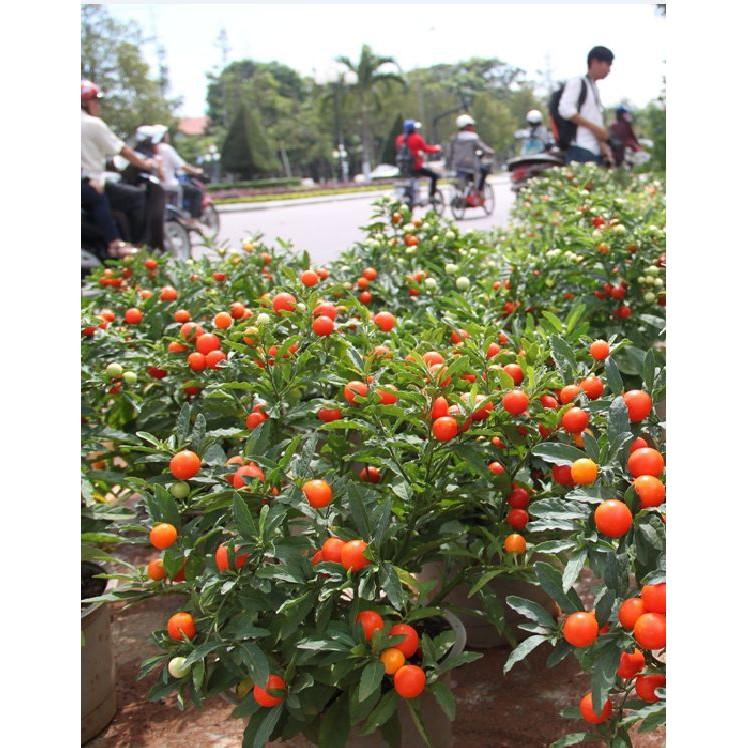 Hạt giống ớt kiểng quả tròn 30 hạt/gói